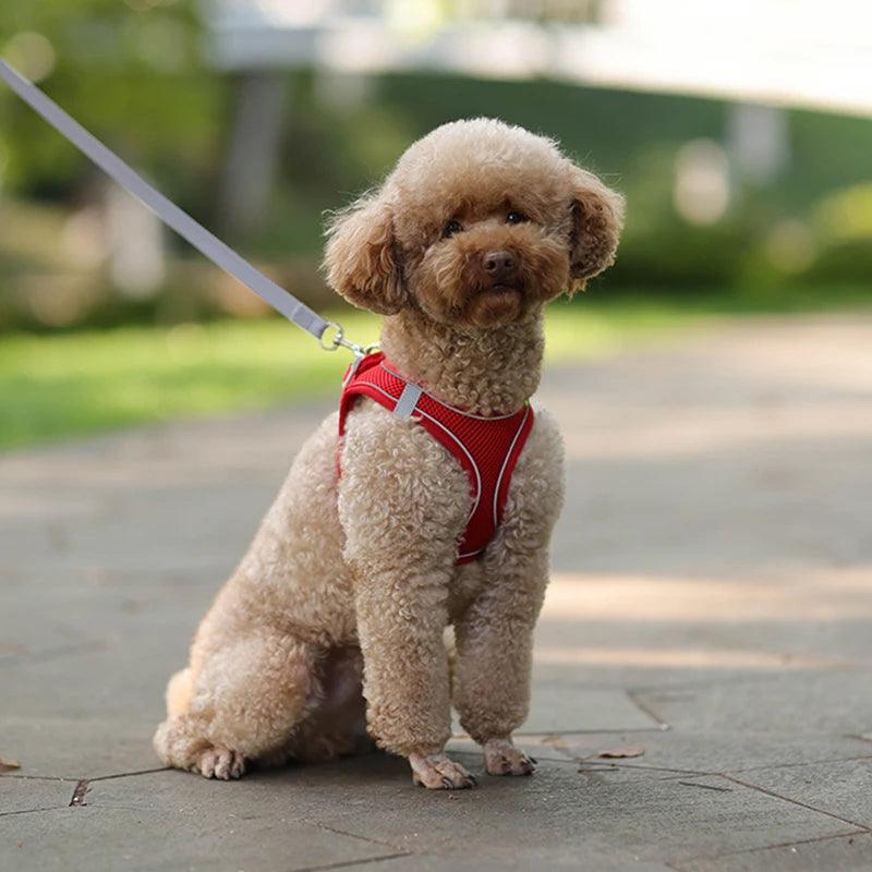 Coleira para cachorro, confortável e segura.